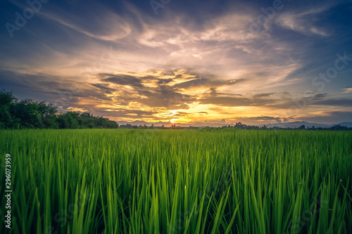 Beautiful rice field farm at sunrise sky.