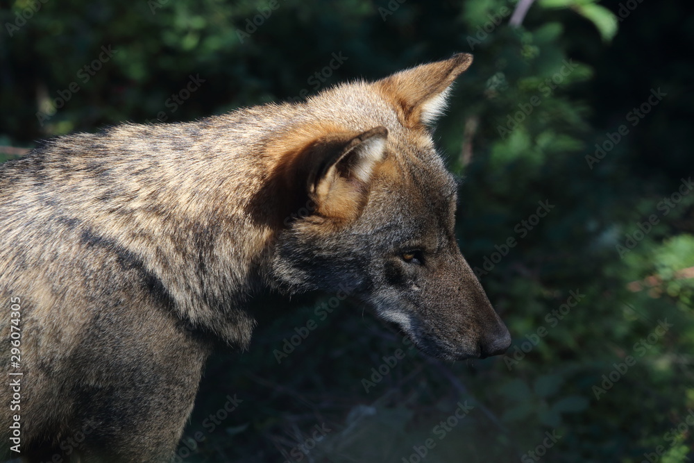 The wolves in the wildlife area of Civitella Alfedena The wolves in the wildlife area of Civitella Alfedena