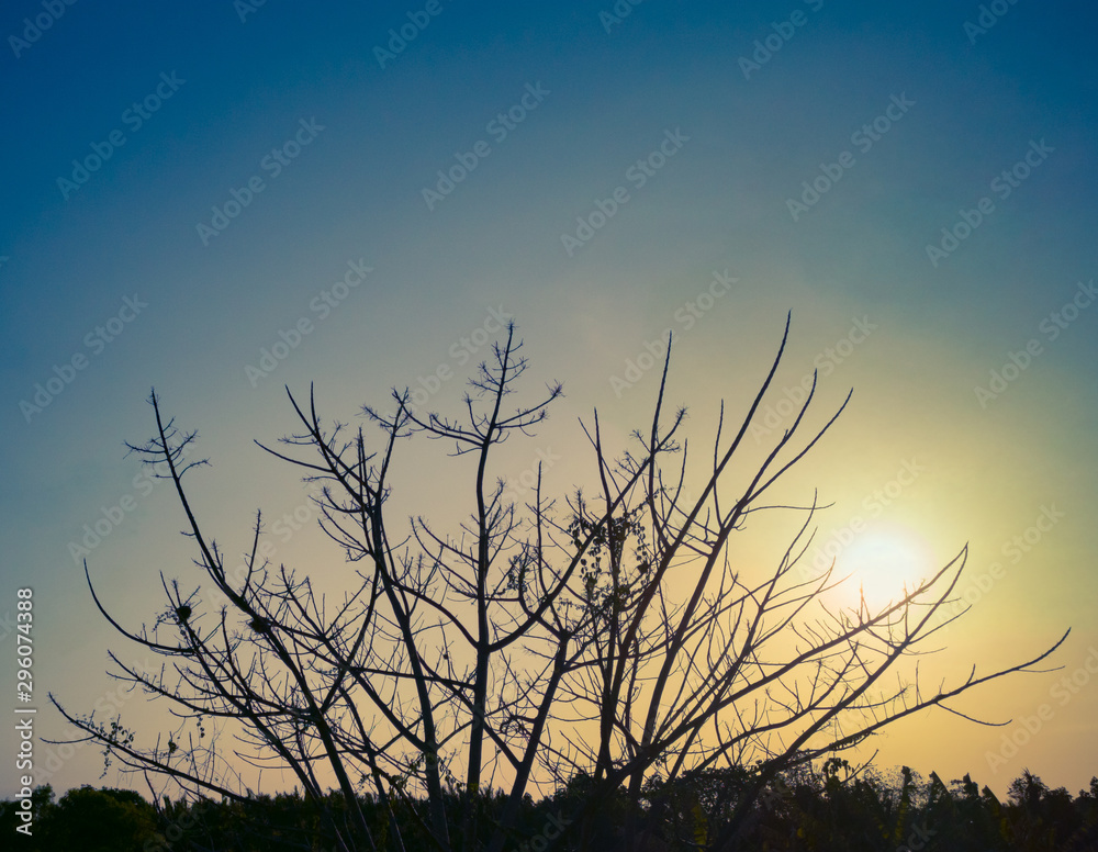 Fototapeta premium Silhouette of dry tree with sunset. Branch tree without leaves for background and wallpaper