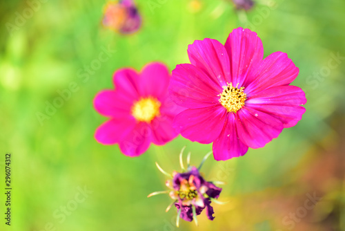 Autumn Yinghua Blooming in Spring-Micro Close-up