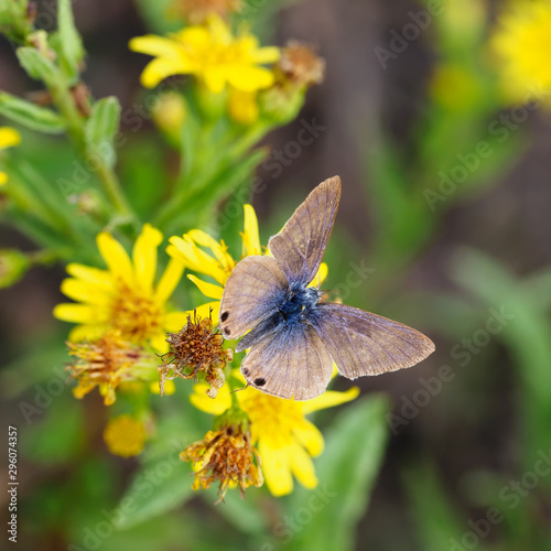 Late Autumn butterfly. Lampides boeticus ie Pea blue or Long tailed blue on flowers of Dittrichia viscosa aka Sticky fleabane. Narrow depth of field. photo