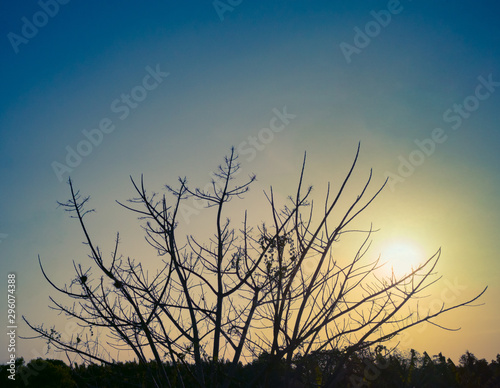 Silhouette of dry tree with sunset. Branch tree without leaves for background and wallpaper