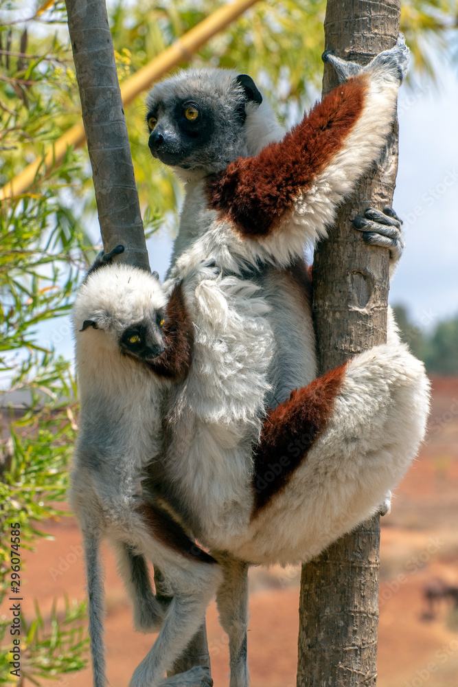Naklejka premium Crowned sifaka lemur ( Propithecus coronatus ), Mother and Baby. Wild nature Madagascar