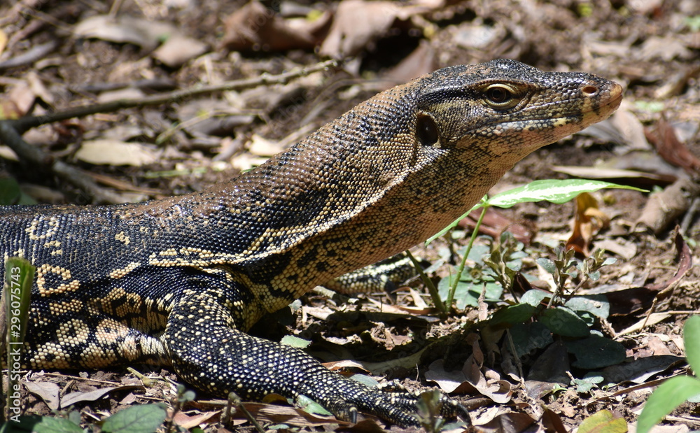 Beautifully patterned monitor lizard in a Malaysian park Beautifully patterned monitor lizard in a Malaysian park