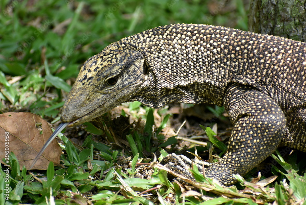 Close up of a monitor lizard walking in a Malaysian park Close up of a monitor lizard walking in a Malaysian park