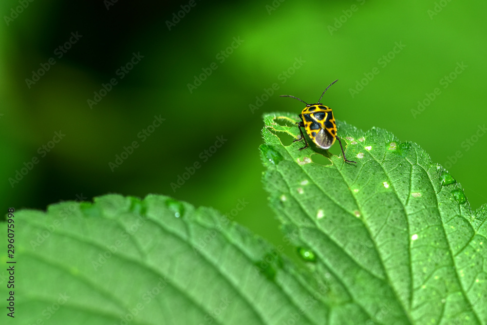 Close-ups of different insects inhabiting wild plants Close-ups of different insects inhabiting wild plants