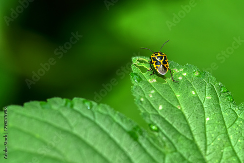 Close-ups of different insects inhabiting wild plants © Xiangli