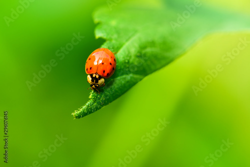 Close-ups of different insects inhabiting wild plants