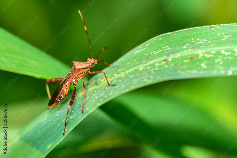 Close-ups of different insects inhabiting wild plants Close-ups of different insects inhabiting wild plants