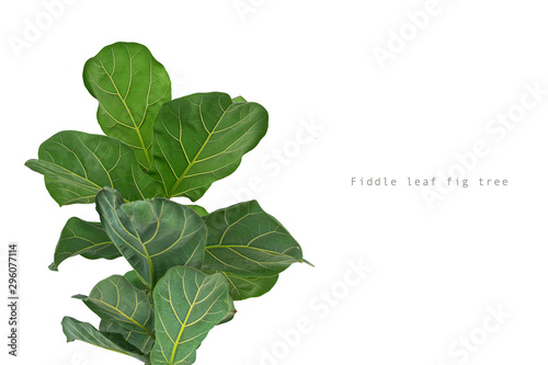 Fiddle leaf fig tree on white background.