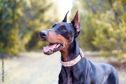 Photo Doberman-pinscher outside in a wooded setting, black and tan