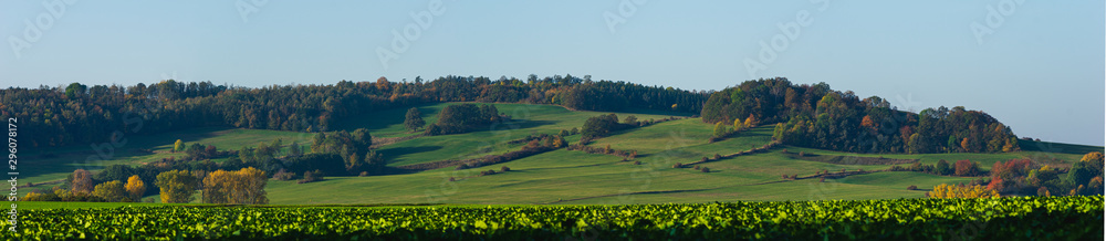 rolling hills with hedgerows and trees in morning light