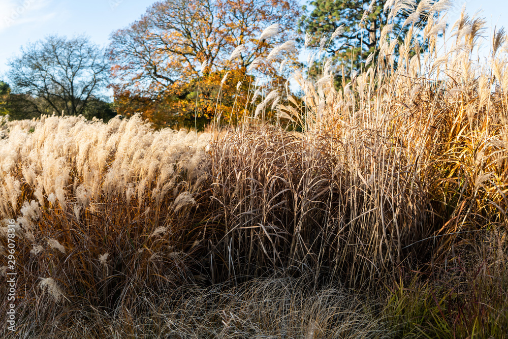 Fototapeta premium Botanique Londres