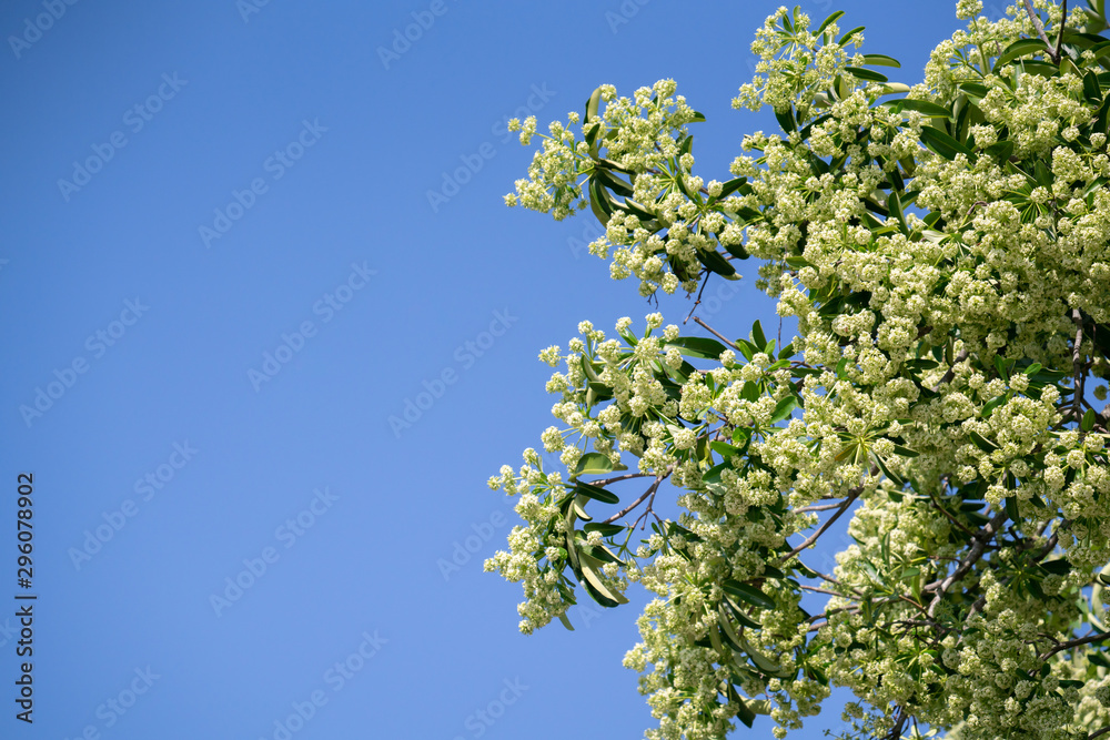 Devil tree ( Alstonia scholaris ) with flowers have a pungent smell Devil tree ( Alstonia scholaris ) with flowers have a pungent smell