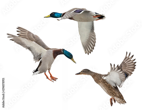 isolated on white three mallard ducks in flight