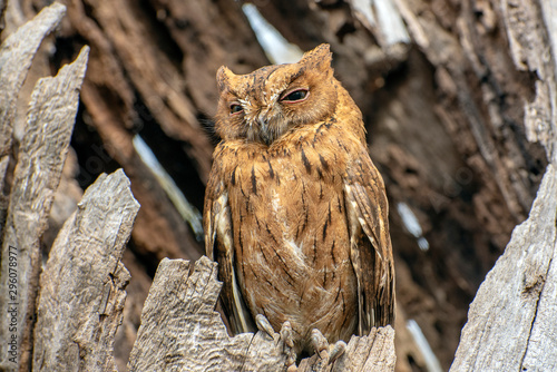 Madagascar Scops-owl  ( Otus rutilus), Pemba Dwergooruil, Malagasy photo