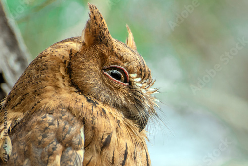 Madagascar Scops-owl  ( Otus rutilus), Pemba Dwergooruil, Malagasy photo