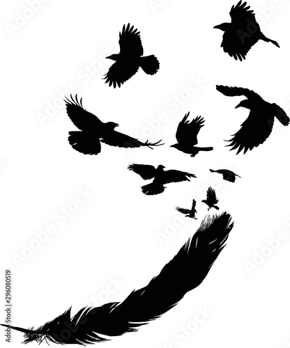 crows flying from black feather on white