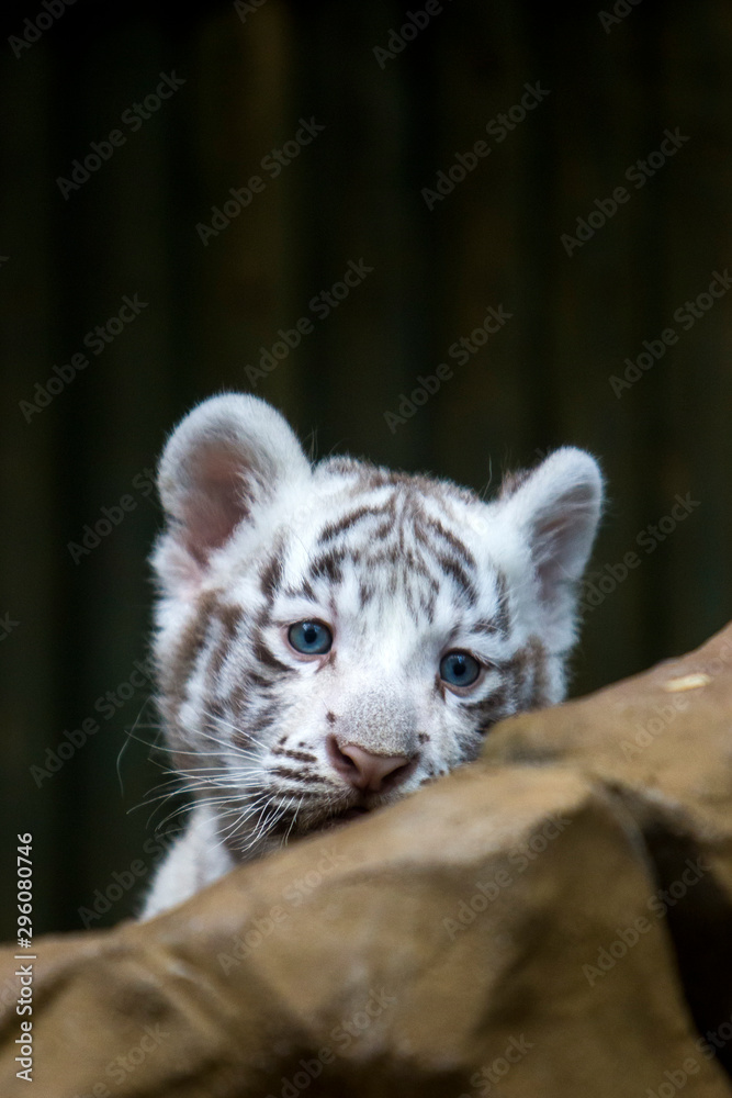 White tiger cub in zoological garden