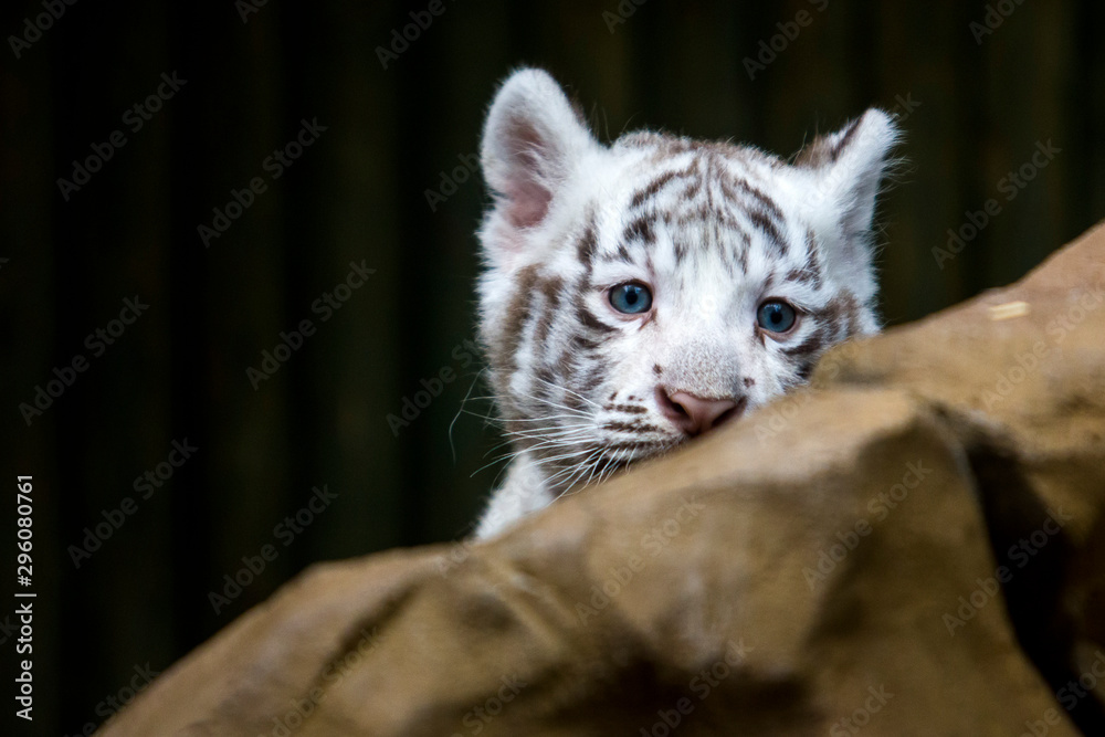 White tiger cub in zoological garden