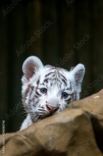 Photographie White tiger cub in zoological garden
