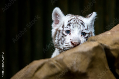 Fotografia White tiger cub in zoological garden