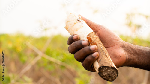 Tableau sur toile Closeup of a farmer holding an cassava in farmland, Angola 2019.