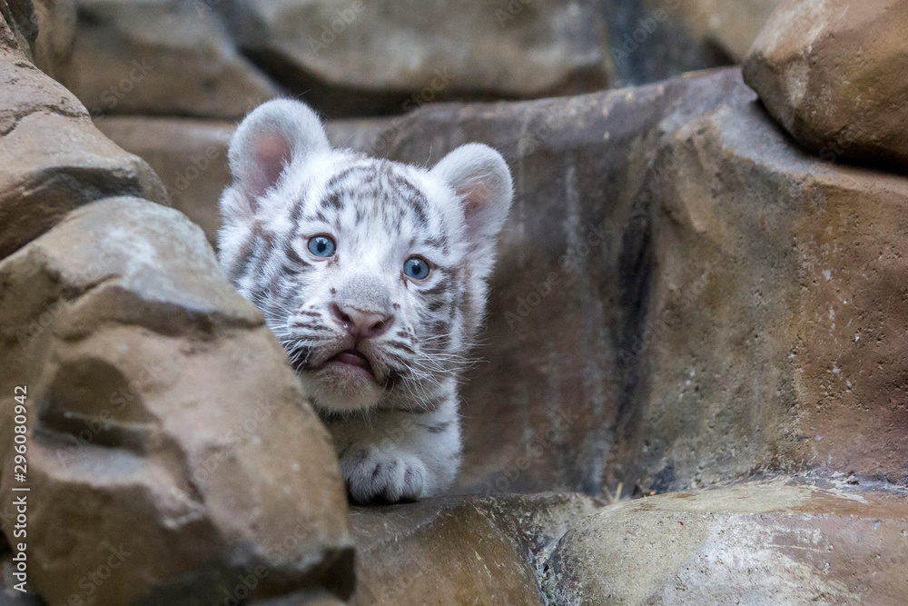 White tiger cub in zoological garden