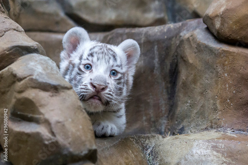 Obraz na płótnie White tiger cub in zoological garden w salonie
