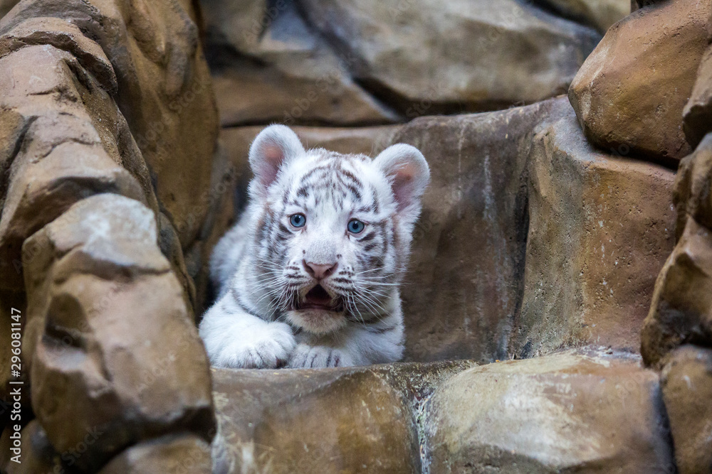 White tiger cub in zoological garden