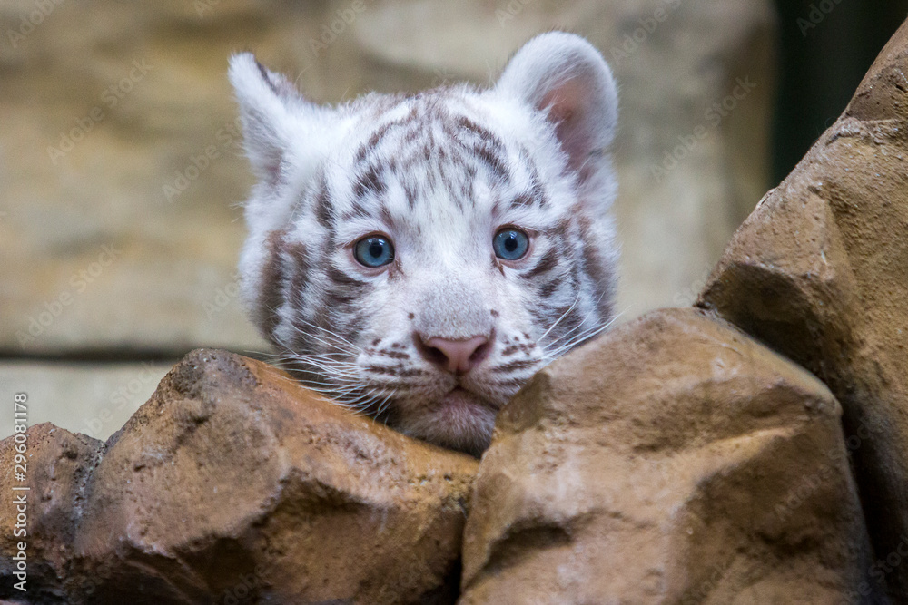 White tiger cub in zoological garden