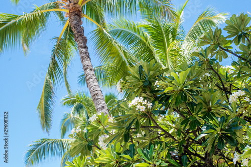 ハワイ ワイキキビーチの空 ヤシの木