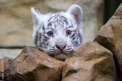 Obraz na płótnie White tiger cub in zoological garden w salonie