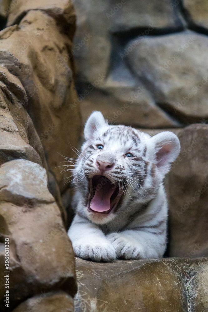 White tiger cub in zoological garden
