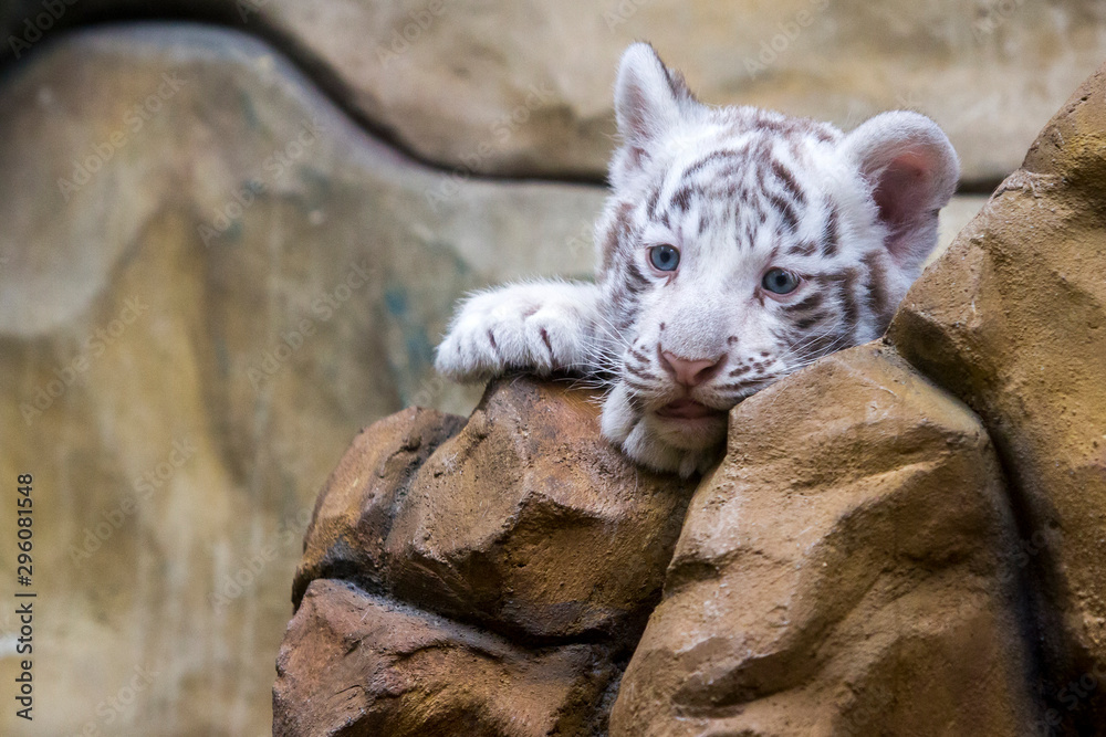 White tiger cub in zoological garden