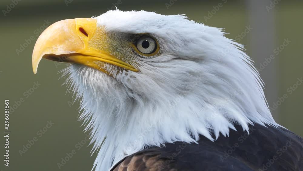 Vocalizing bald eagle close-up as he calls out to the wild. Vocalizing bald eagle close-up as he calls out to the wild.