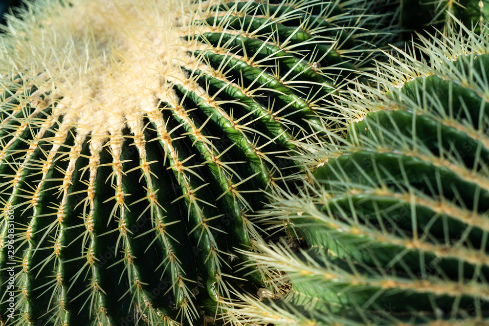 Cactus Cactus