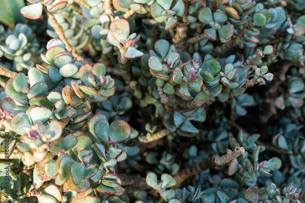 Obraz premium Cactus