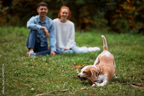 funny pet playing with stick in the park, happy family sitting on the grass, having a rest in the blurred backgroud of the photo