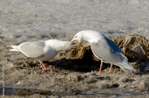 Goéland bourgmestre,.Larus hyperboreus, Glaucous Gull photo