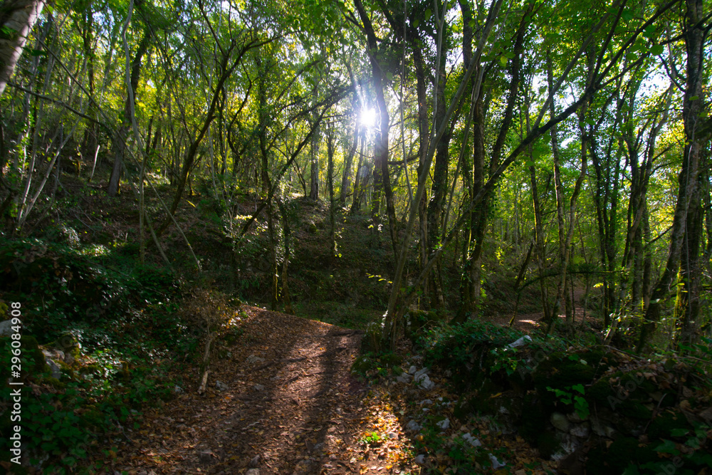 Obraz premium Herbstwald nahe Autore im Vallée de la Dordogne