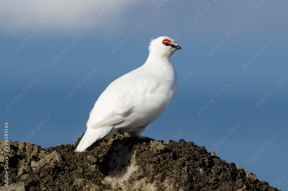 Lagopède alpin, male, .Lagopus muta, Rock Ptarmigan Lagopède alpin, male, .Lagopus muta, Rock Ptarmigan