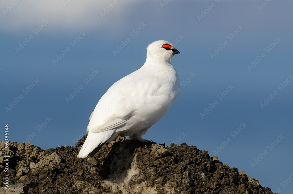 Lagopède alpin, male, .Lagopus muta, Rock Ptarmigan Lagopède alpin, male, .Lagopus muta, Rock Ptarmigan