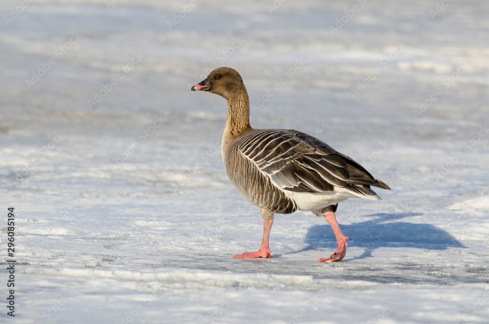 Oie à bec court, .Anser brachyrhynchus, Pink footed Goose, Spitzberg, Svalbard, Norvège Oie à bec court, .Anser brachyrhynchus, Pink footed Goose, Spitzberg, Svalbard, Norvège