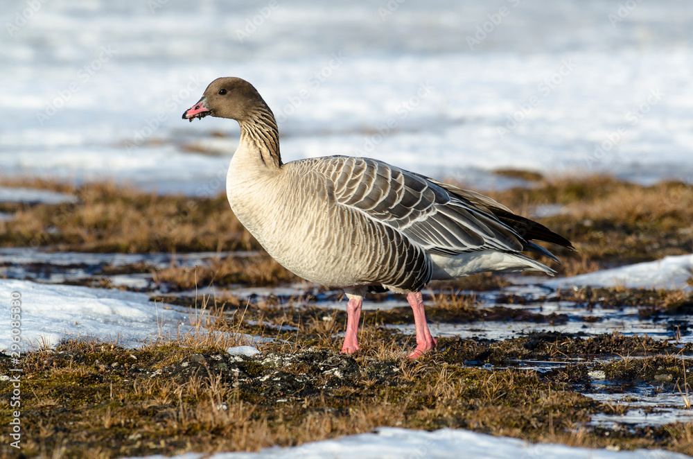 Oie à bec court, .Anser brachyrhynchus, Pink footed Goose, Spitzberg, Svalbard, Norvège Oie à bec court, .Anser brachyrhynchus, Pink footed Goose, Spitzberg, Svalbard, Norvège