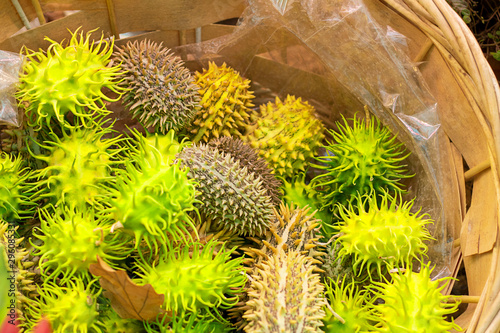 Decorative Ecballium elaterium, also called the squirting cucumber or exploding cucumber in the basket. Closeup. Wallpaper about gardening and harvest, Horizontal banner photo