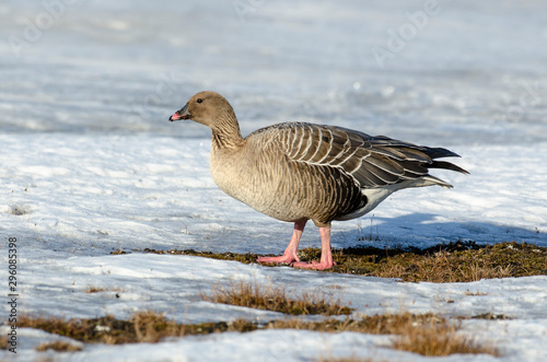 Oie à bec court, .Anser brachyrhynchus, Pink footed Goose, Spitzberg, Svalbard, Norvège