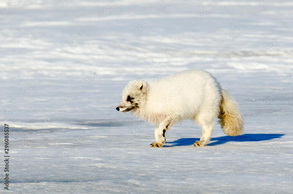 Renard polaire,  Vulpes lagopus