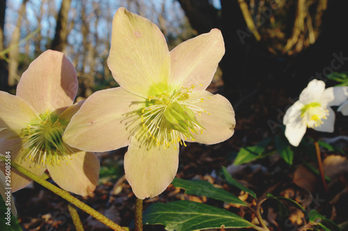 Helleborus niger ( black hellebore ) photo