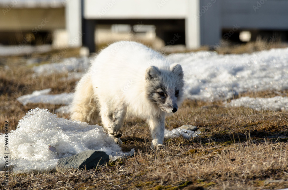Renard polaire, Vulpes lagopus Renard polaire, Vulpes lagopus